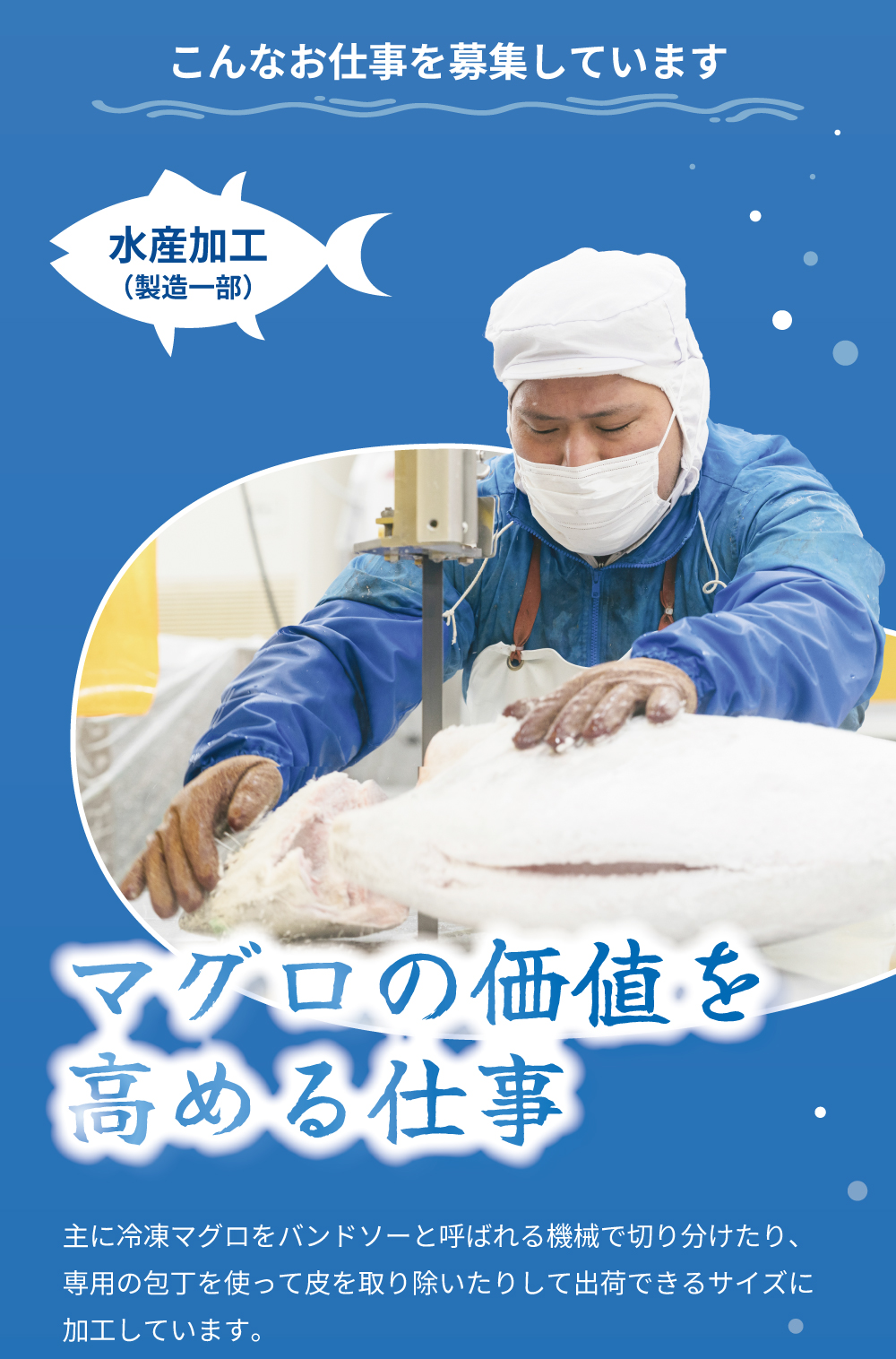 こんなお仕事を募集しています　水産加工（製造一部）マグロの価値を高める仕事　主に冷凍マグロをハンドソーと呼ばれる機械で切り分けたり、専用の包丁を使って皮を取り除いたりして出荷できるサイズに加工しています。
